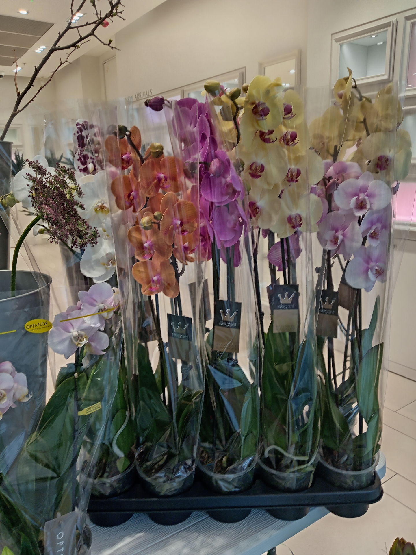 Row of premium phalaenopsis orchids in orange, magenta, yellow and pink at our Sutton florist