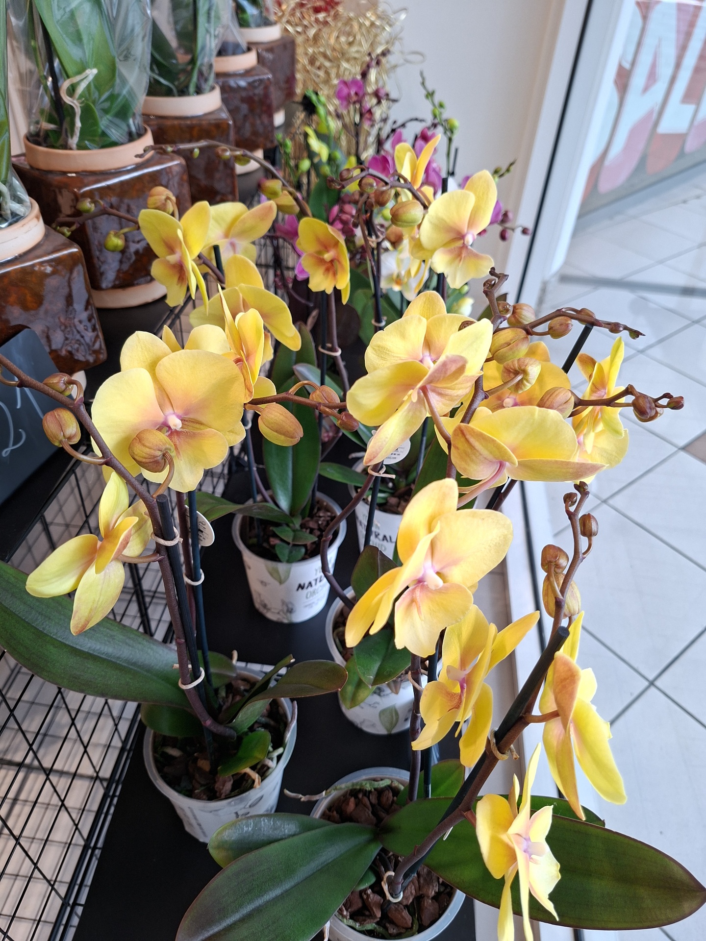 Sunshine-yellow phalaenopsis orchid plants on display in our Sutton shop