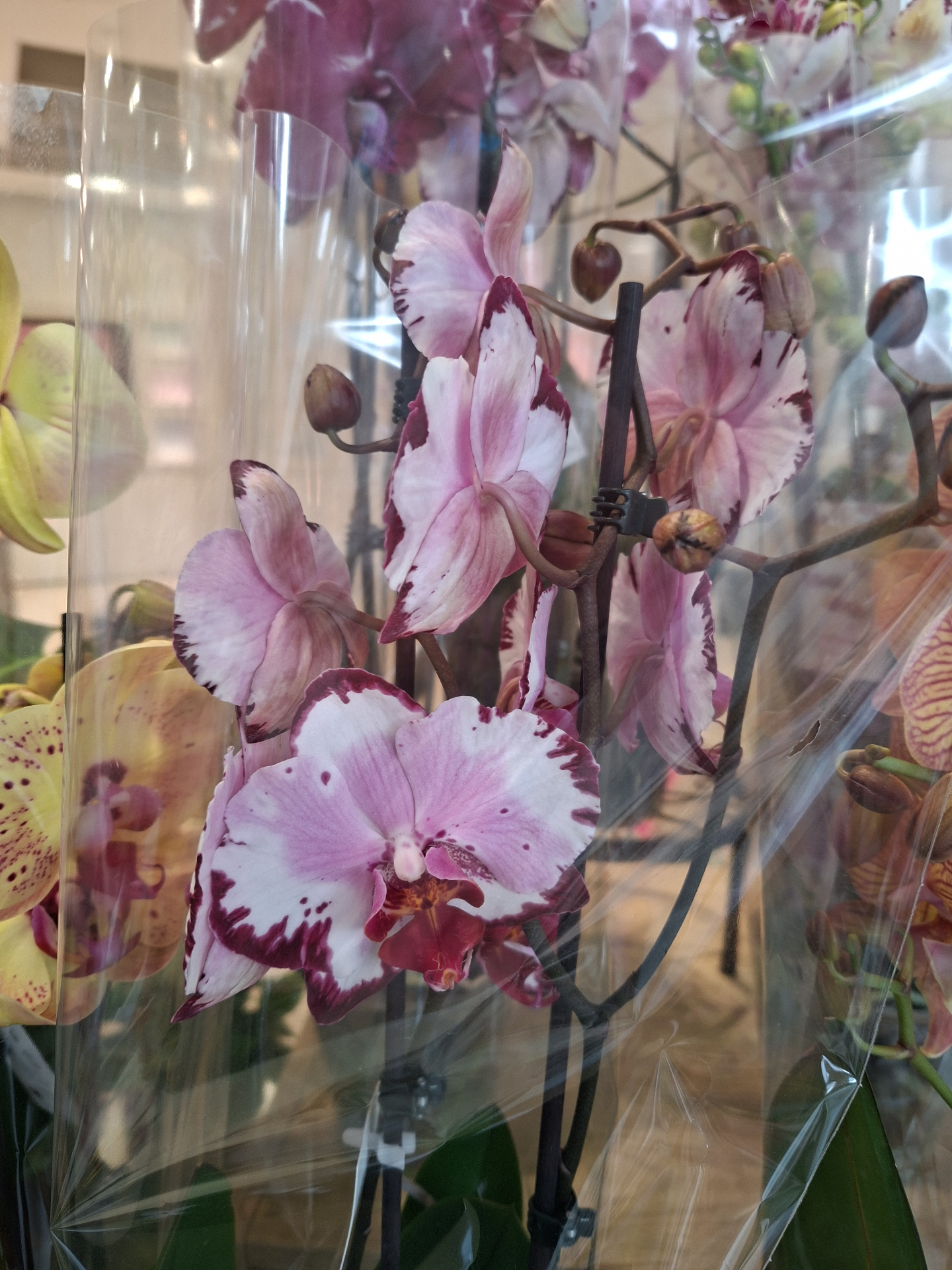 Close-up of a pink and burgundy harlequin phalaenopsis orchid bloom